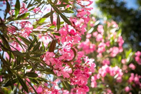 Kırmızı çiçekler