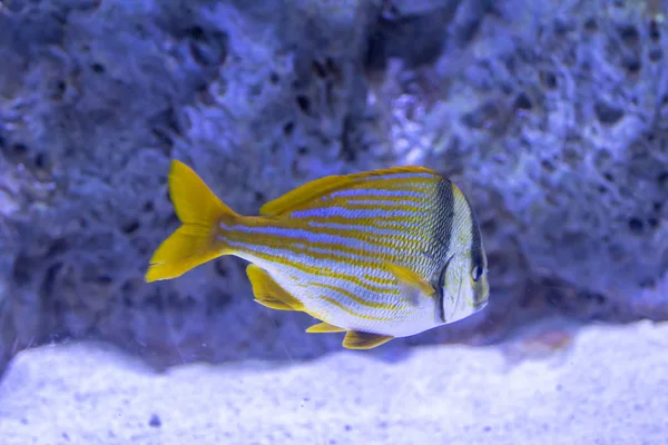 Masked butterfly fish — Stock Photo, Image