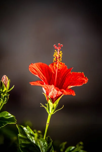 Çin gül — Stok fotoğraf