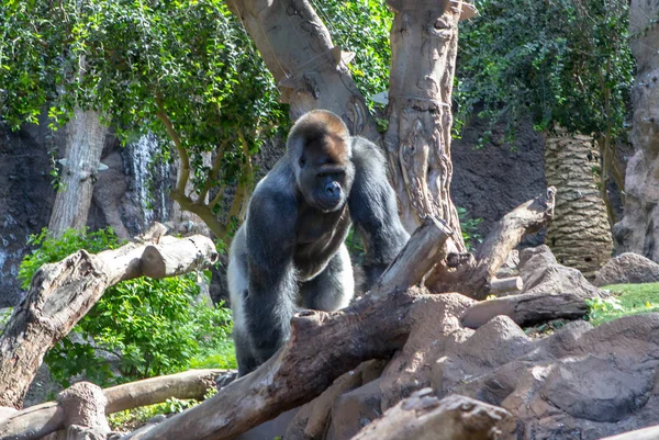 Горная горилла — стоковое фото