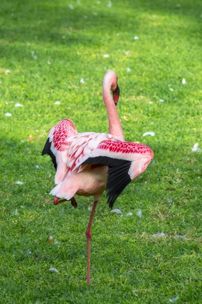 The pink flamingo — Stock Photo, Image