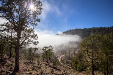 Bulutlarda Kanarya çam