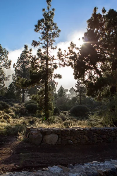 Tenerife çam ormanı içinde yüksek bulutlar