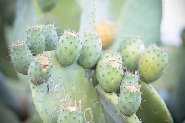 Prickly pear cactus fruits, Sardinia, Italy
