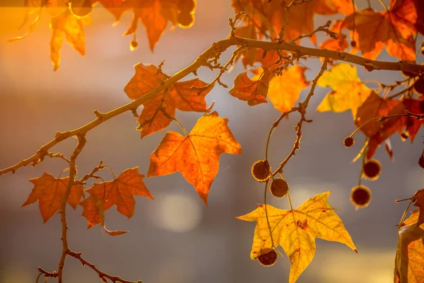 Baum Brunch auf Sonnenhintergrund — Stockfoto