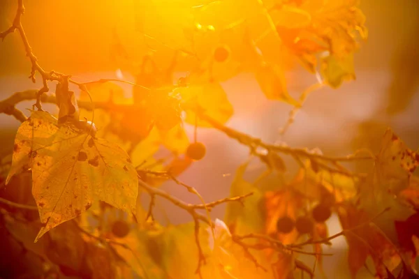 Brunch drzewa na tle słońca — Zdjęcie stockowe
