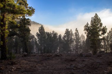 Günbatımı puslu çam ağacı orman üzerinde