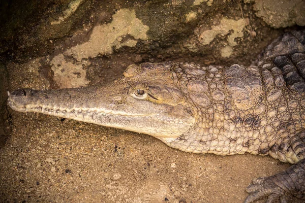 Pequeno crocodilo Caiman — Fotografia de Stock