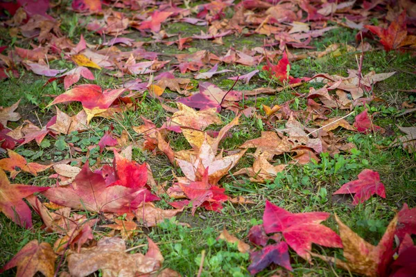 The autumn leaves — Stock Photo, Image
