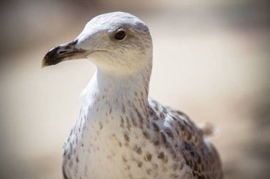 Bir martı atış kapatın