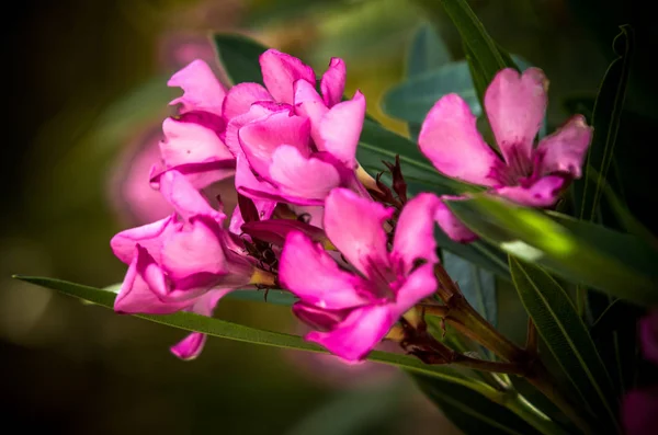 Rosa rosa cinese — Foto Stock