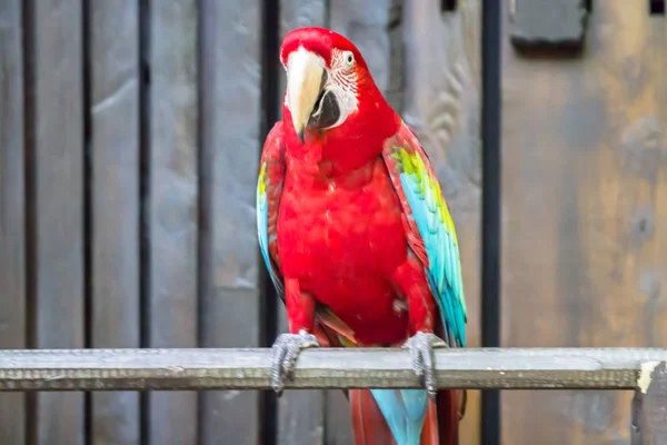 Färgglada macaw papegoja — Stockfoto