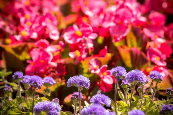 Красочные цветы в солнечный день — стоковое фото