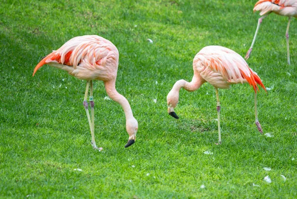 Pink Flamingo in a park — Stock Photo, Image