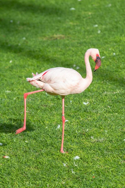 Pink Flamingo in a Zoo — Stock Photo, Image