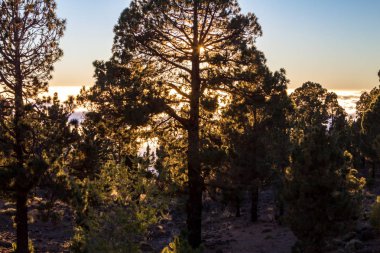 Çam ormanında gün doğumu