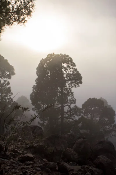 雾松树林的落日 — 图库照片