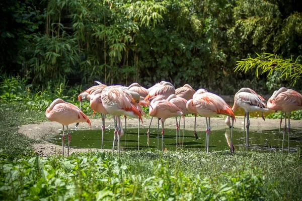 Caribbean pink flamingo — Stock Photo, Image