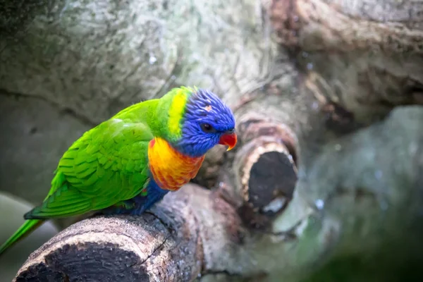 Rainbow lorikeet fågel — Stockfoto