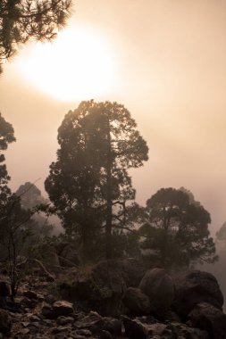 Günbatımı puslu çam ağacı orman üzerinde