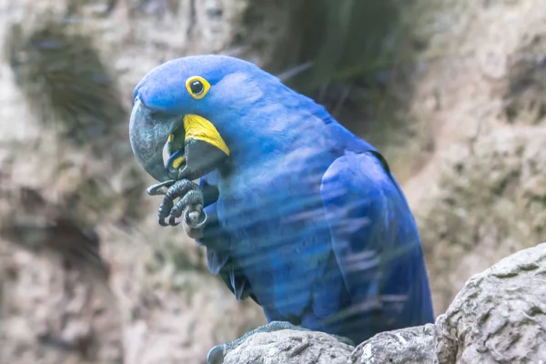 Синий гиацинтовый ара — стоковое фото