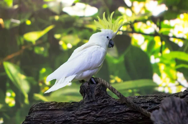 Kükürt tepeli kakadu — Stok fotoğraf