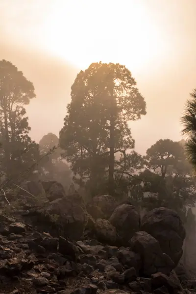 雾松树林的落日 — 图库照片