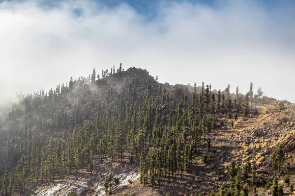 Nubes altas sobre bosque de pinos en Tenerife — Foto de Stock