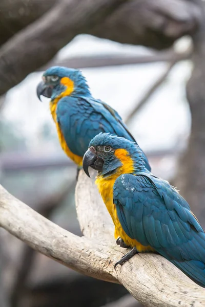 Żółto niebieski papuga — Zdjęcie stockowe