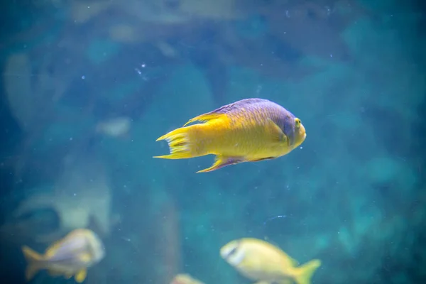 Akvárium halak — Stock Fotó