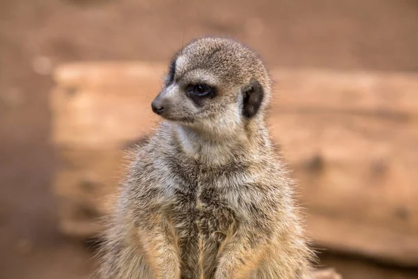 Meerkat in the desert — Stock Photo, Image