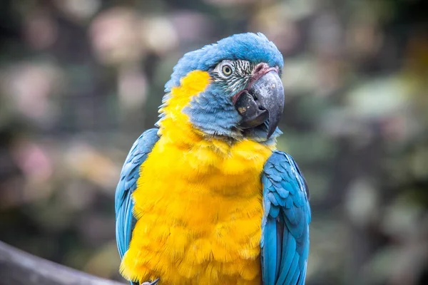 Mavi ve Sarı Macaw — Stok fotoğraf