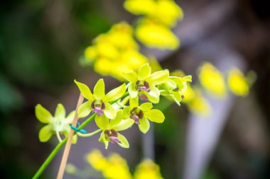 Orchidea sarı Phalaenopsis