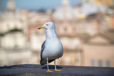 Şehir arka plan üzerinde martı