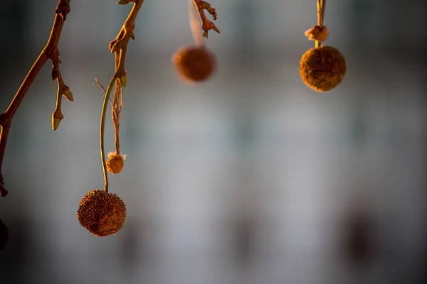 Ein Baum im Herbst — Stockfoto