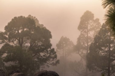 Günbatımı puslu çam ağacı orman üzerinde