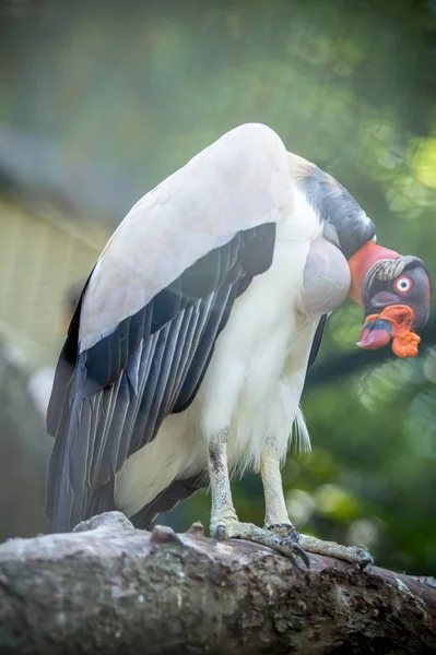 Griffon vulture in a Zoo — Stock Photo, Image