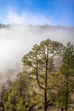 Bulutlarda Kanarya çam