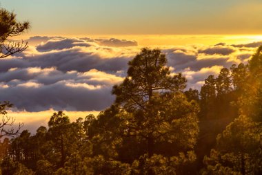Bulutların üzerinde orman Marnixkade günbatımı