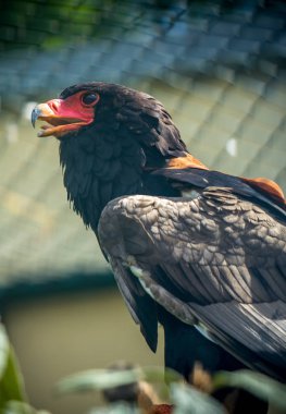 Kızıl akbaba kuşu