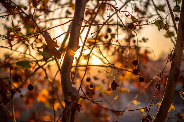 阳光明媚的秋景 — 图库照片