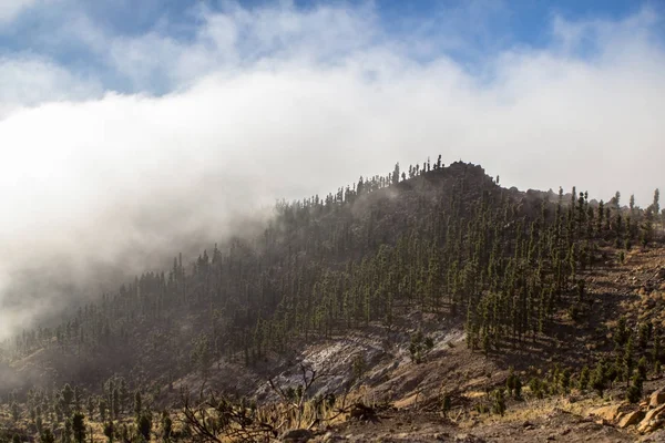 Nuvens altas sobre pinhal em Tenerife — Fotografia de Stock