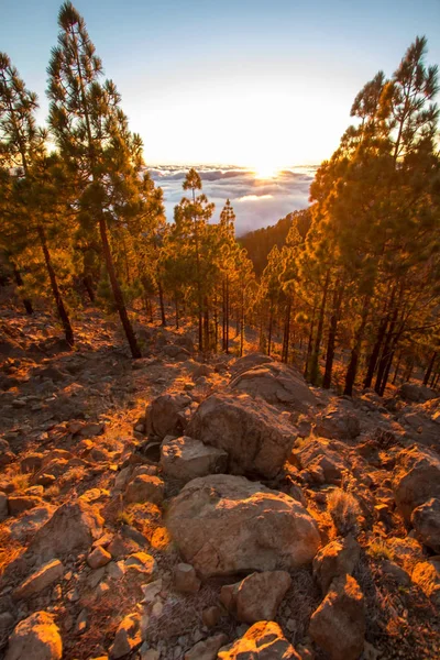 Günbatımı ormandaki bulutlar üzerinde
