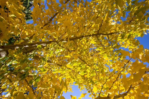 Feuilles jaunes sur les branches — Photo