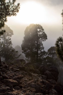 Günbatımı puslu çam ağacı orman üzerinde