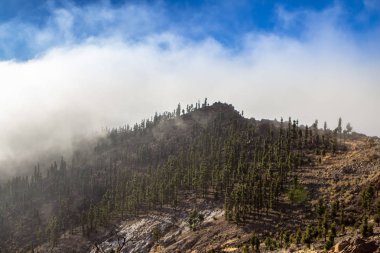 Tenerife çam ormanı içinde yüksek bulutlar