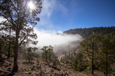 Bulutlarda Kanarya çam