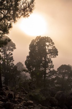 Günbatımı puslu çam ağacı orman üzerinde