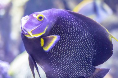 Maskeli kelebek balık