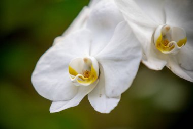 Orchidea Phalaenopsis çiçek